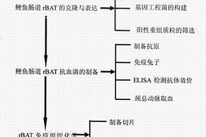 鲤鱼氨基酸转运载体转运亚基rBAT兔抗血清的制备方法