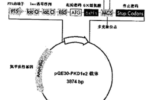 抗人多囊蛋白-1N端多克隆抗体PAPC1