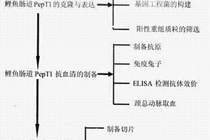 鲤鱼小肽转运载体蛋白PepT1兔抗血清的制备方法