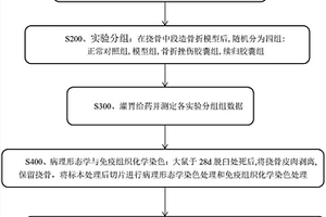 续归胶囊治疗骨折的实验方法