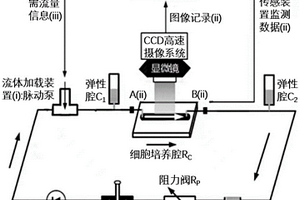 用于血管支架材料表面内皮细胞动力学测试的微流控体外循环系统