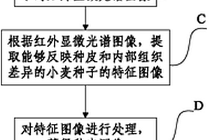 小麦种子种皮厚度测量方法