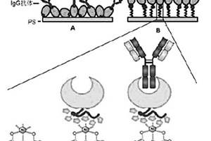 IgG抗体在聚苯乙烯载体表面的立体定向固定方法
