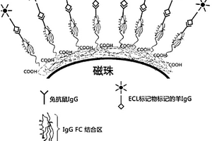 重组蛋白G、其制备方法及应用