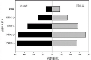 快速筛选抗黄萎病棉花品种的方法
