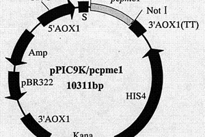 辣椒疫霉菌果胶甲基酯酶PCPME 1基因、蛋白的制备方法及其应用