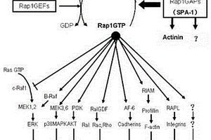 选择性阻滞小分子G蛋白Rap1活性的短肽