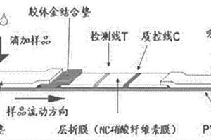 卡利普多人工抗原及其多抗和应用