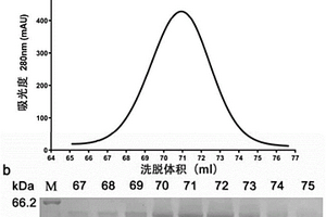 深海细菌来源的α-葡萄糖苷酶QsGH13及其编码基因与应用