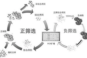同时识别多种恶性肿瘤细胞的核酸适体及其应用