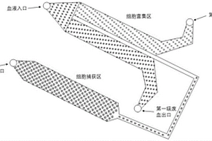 分离神经母细胞瘤CTC的微流体芯片及其捕获方法