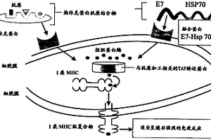 开发和使用对传统上低免疫原性的抗原具有特异性的单克隆抗体的方法、试剂盒和组合物