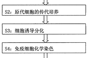 人胚中脑神经干细胞的体外分离培养及分化方法