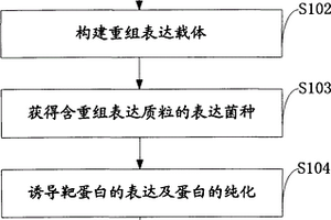 制备增强型单体细菌荧光素酶luxAB的方法