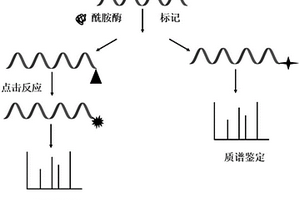 基于肽段C末端选择性酶标记的质谱从头测序方法