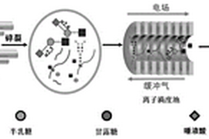 N-糖肽末端唾液酸α2,6和α2,3连接异构相对定量方法