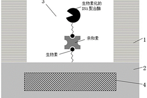 基因测序中DNA聚合酶的固定方法