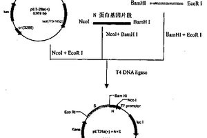SARS病毒S蛋白与N蛋白的融合蛋白及其制备、应用