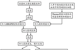 基于共价键合法固定捕获抗体的纸基酶联免疫吸附法