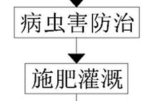 高产量杂交水稻及其种植方法