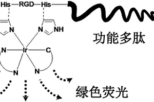 基于组氨酸与金属铱配合物结合的多肽环化方法