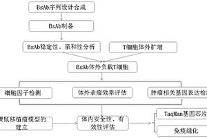 BsAb体外负载T细胞