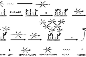 DNA-AuNPs纳米网络结构的制备方法及应用