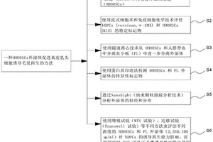 HHORSCs外泌体促进真皮乳头细胞诱导毛发再生的方法