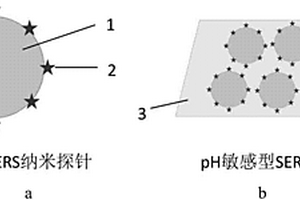 pH敏感型表面增强拉曼散射探针及其制备