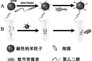 通用型分离细菌的磁性纳米材料制备方法