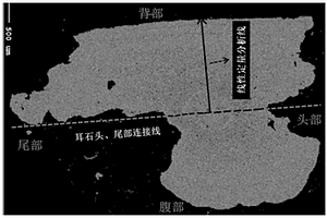 大麻哈鱼人工放流群体与自然野生群体的鉴别方法