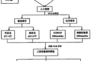 三倍体黄颡鱼的生产方法
