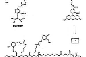 缀合物分子