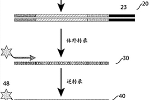 探针文库构建