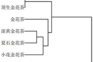 金花茶系统发育树的构建方法