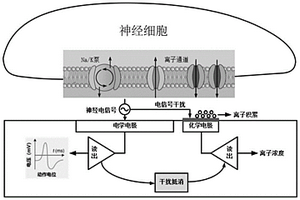 用于神经信号采集的双模态干扰补偿电路
