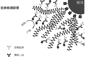 基于蛋白纳米线的3D探针-磁性微珠复合物及其应用