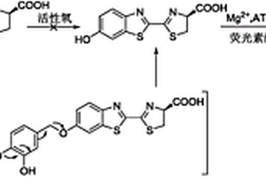 酪氨酸酶生物发光探针及其制备方法和应用