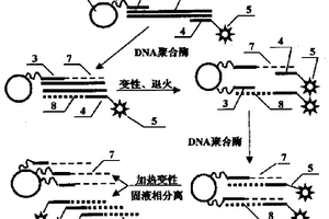 单链DNA快速制备技术及试剂盒