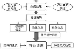原核蛋白质乙酰化位点的预测方法