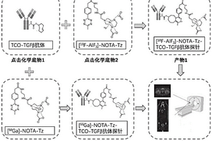TGFβ示踪剂、抗体探针制备方法及应用