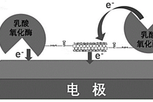 乳酸生物传感器
