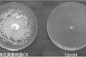 5-氮胞苷在制备用于防治由植物病原菌引起的植物病害的杀菌剂中的用途