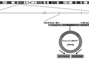 hsa-novel_circ_0006787分子在肝癌治疗中的应用