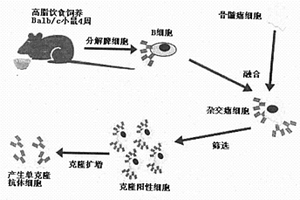 抑制动脉粥样硬化的天然抗氧化低密度脂蛋白抗体