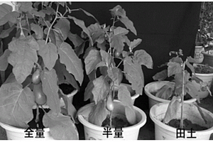 促进作物健康生长及产量的含微生物的无土栽培介质及其制备方法