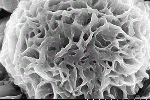 分级多孔球花状电容电极材料及其制备方法和应用