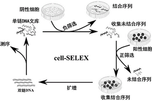 特异性结合CD133的核酸适配体、其筛选方法及应用