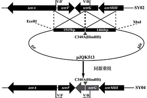 高效低毒四霉素B衍生物及其制备和应用