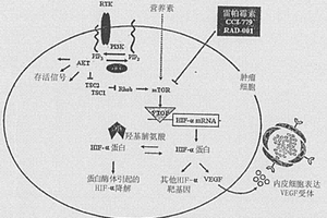 用于对肾癌中MTOR抑制剂疗法的敏感性的生物标记物